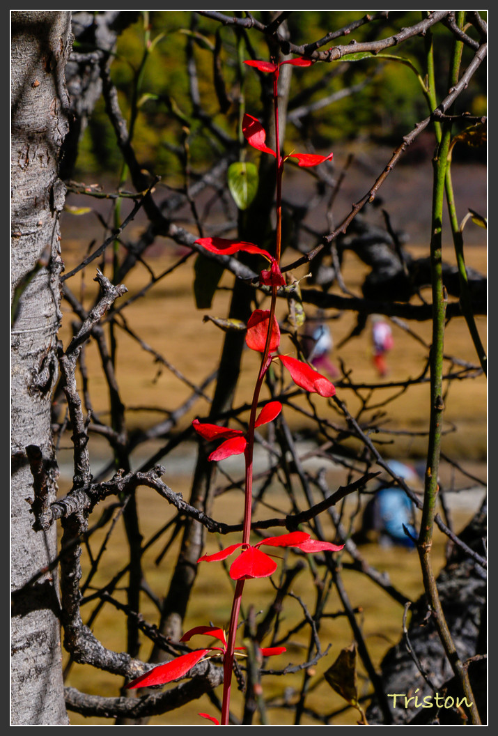 _MG_1900.jpg - 20161013 稻城亞丁