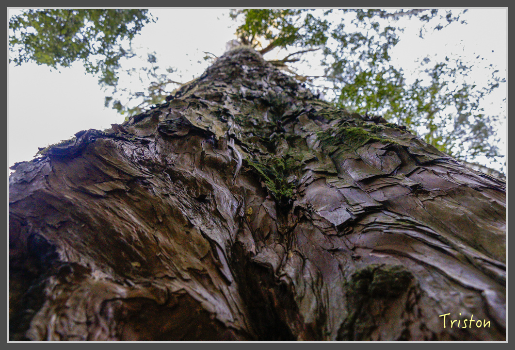 _MG_0194.jpg - 20161203 鎮西堡