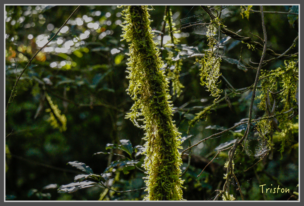 _MG_0339.jpg - 20161203 鎮西堡