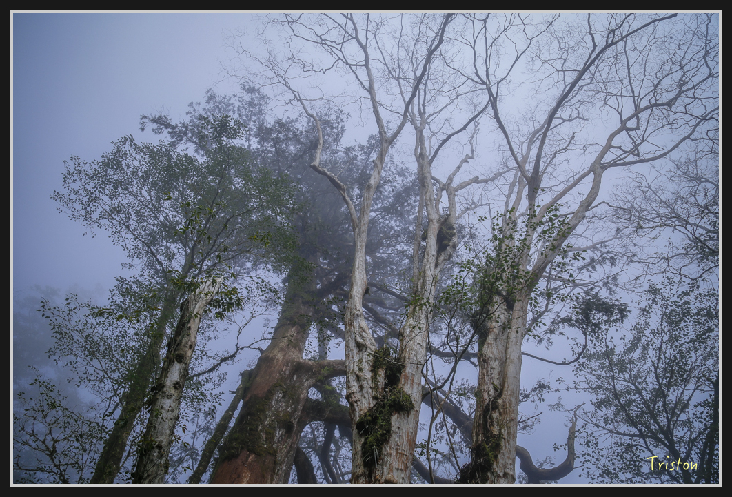 00141.jpg - 20161231 明池 神木園