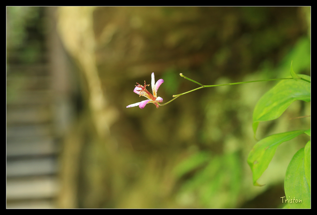 JH1A9872.jpg - 20151005 竹坑溪步道