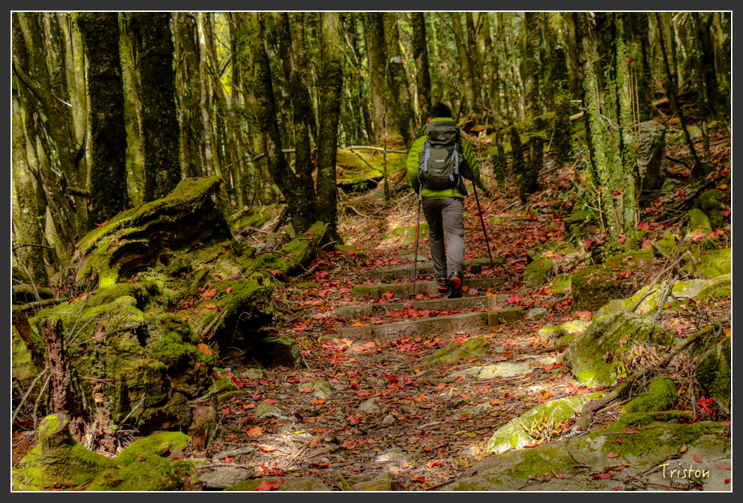 IMG_1116.jpg - 20151219 鳶嘴稍來山、小雪山林道