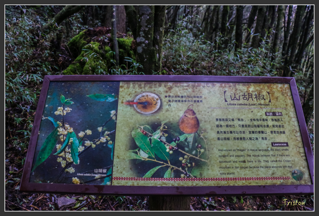 IMG_3319.jpg - 20160227 觀霧森林步道