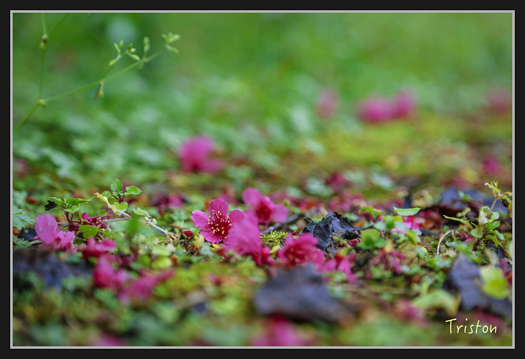 _H1A2023.jpg - 20170212 武界 萬大電廠 奧萬大