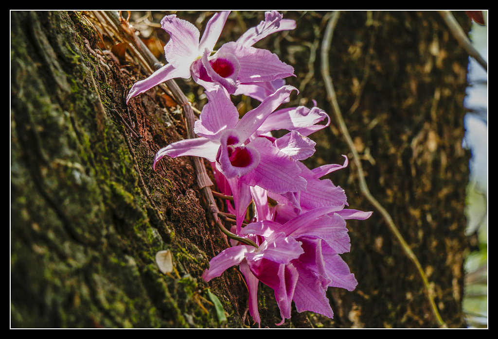 _MG_0050.jpg - 20170404 曾文水庫
