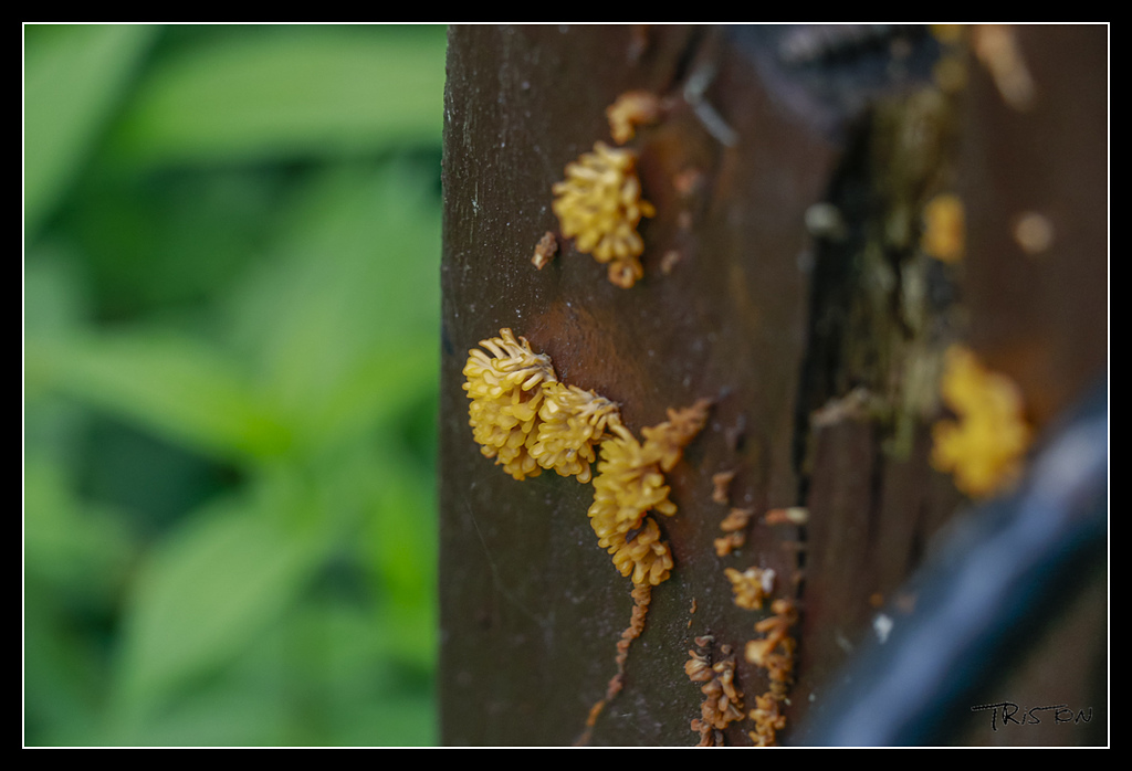_MG_0079.jpg - 20170529 關仔嶺大凍山