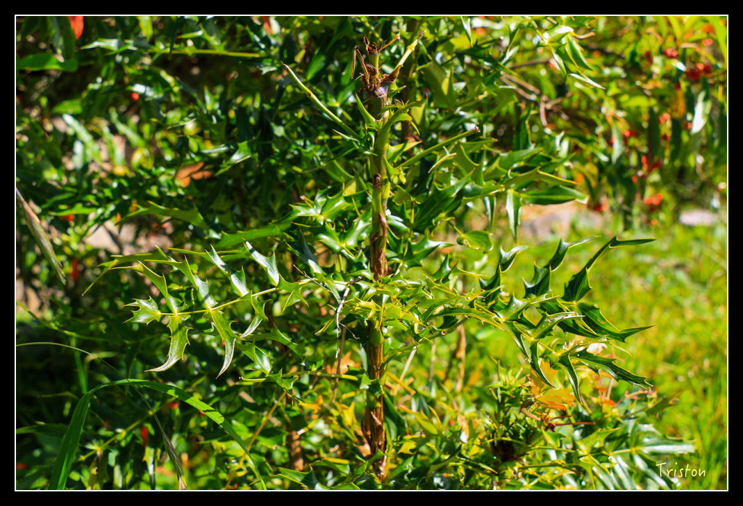 IMG_9262.jpg - 20151130 小笠原山、對高岳