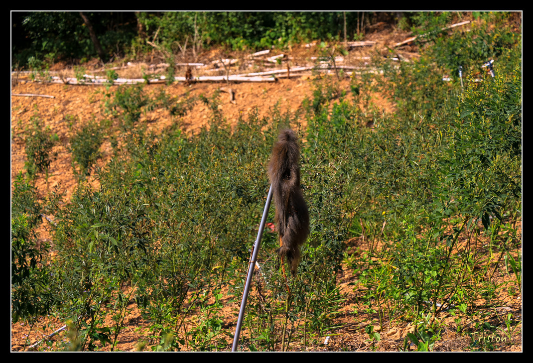 IMG_9462.jpg - 20151202 老七佳部落