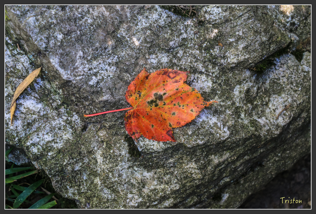 IMG_0606.jpg - 20151219 鳶嘴稍來山、小雪山林道