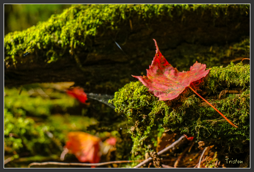 IMG_1118.jpg - 20151219 鳶嘴稍來山、小雪山林道