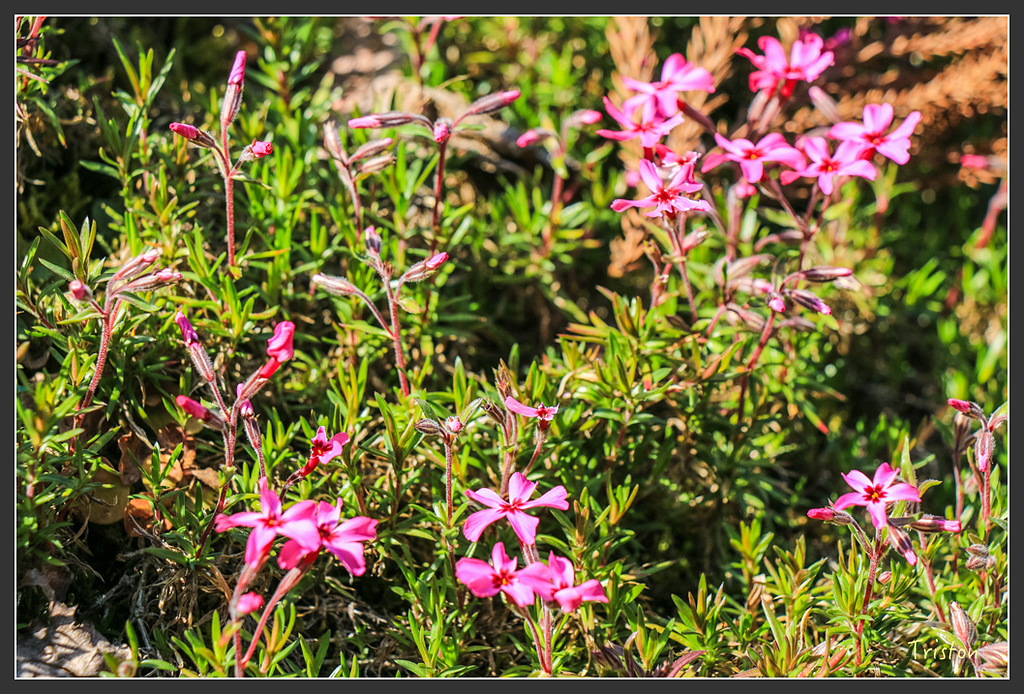 IMG_5219.jpg - 20160323 日本熊野古道健行