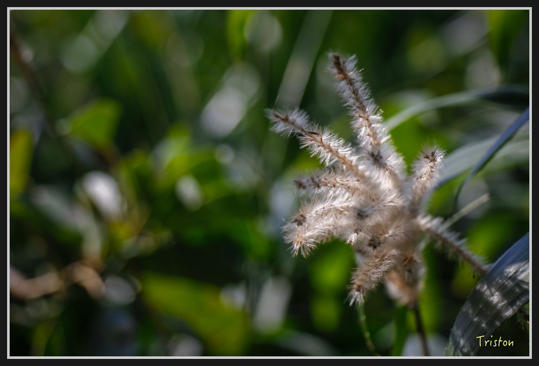 00176.jpg - 20170107 香港健行