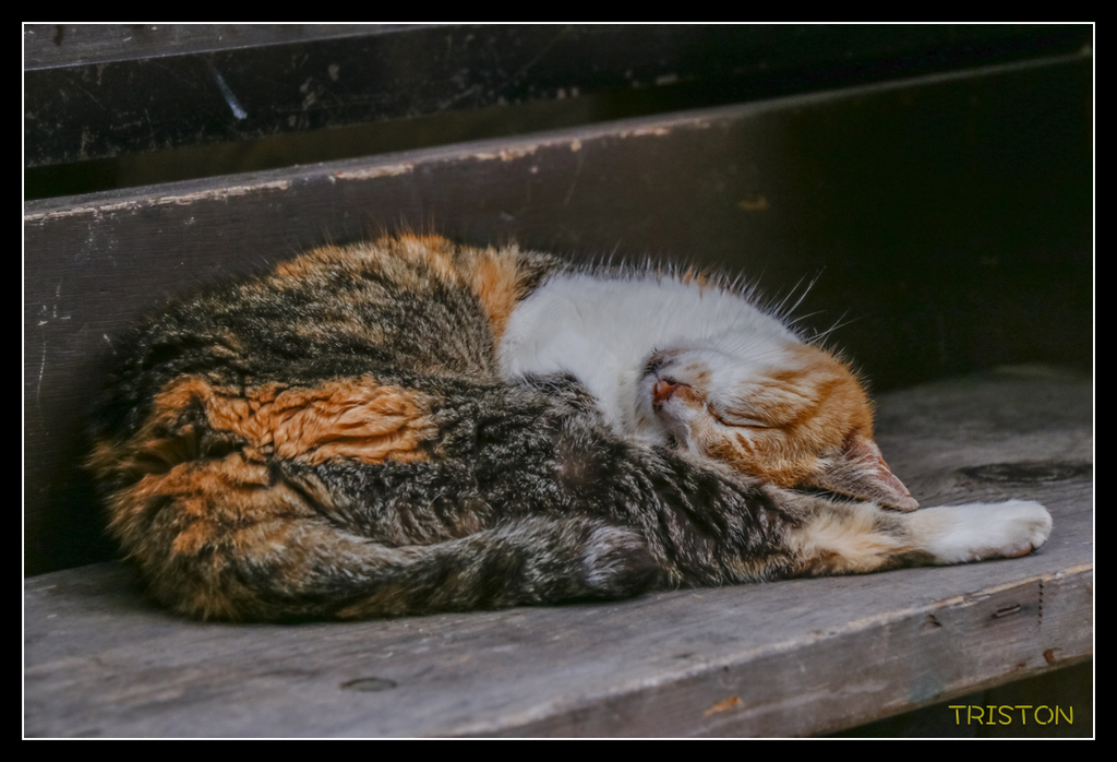 _MG_1190.jpg - 20170702 靜岡東海道之旅