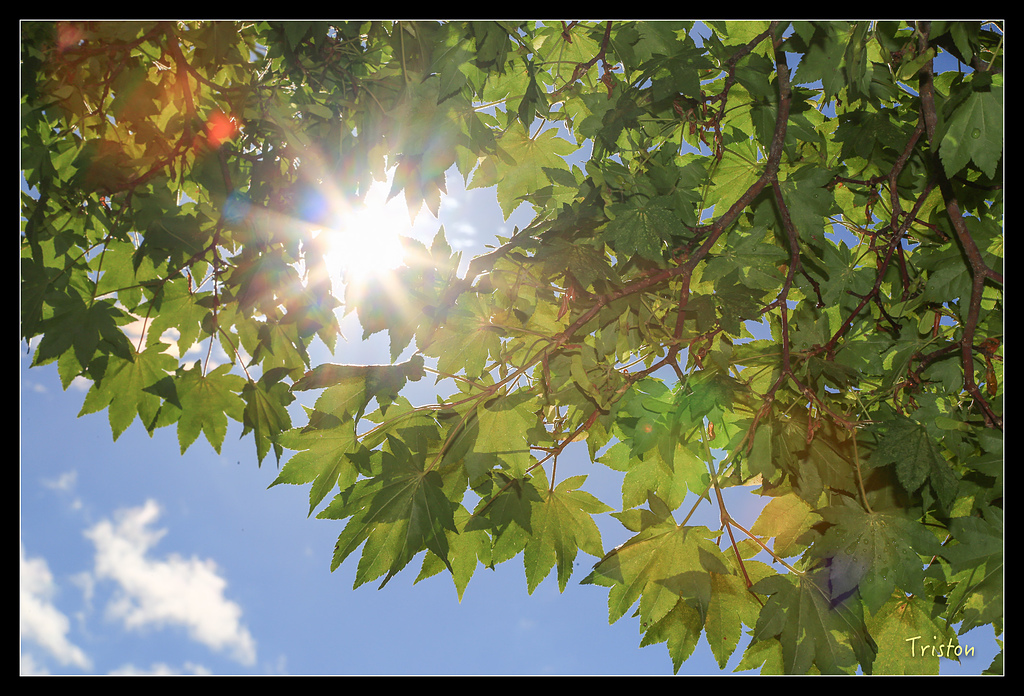 JH1A9635.jpg - 20150628 東京輕井澤日光
