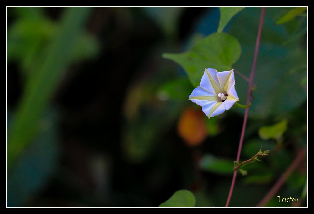 IMG_9471.jpg - 20151202 老七佳部落