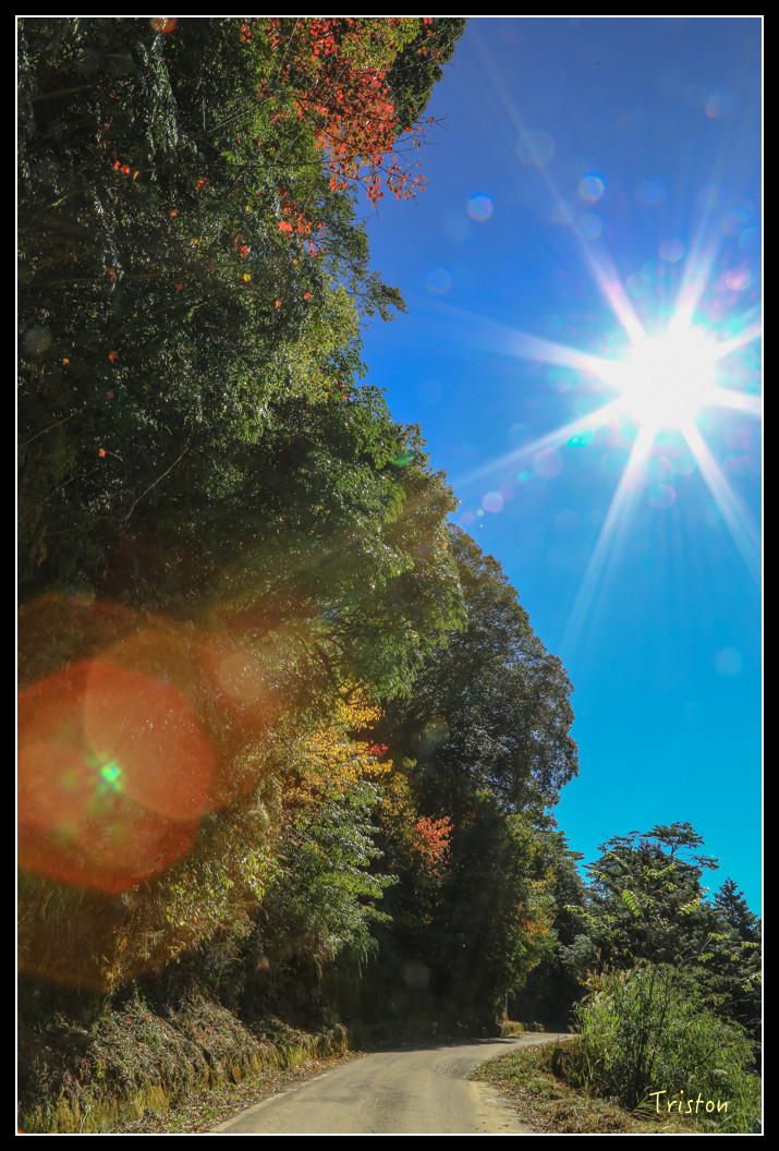 JH1A0620.jpg - 20151205 合歡溪步道、108K楓之谷