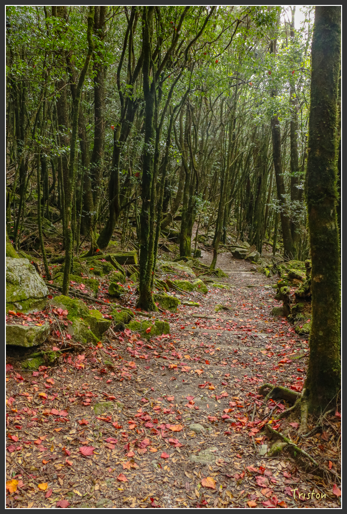 IMG_1121.jpg - 20151219 鳶嘴稍來山、小雪山林道