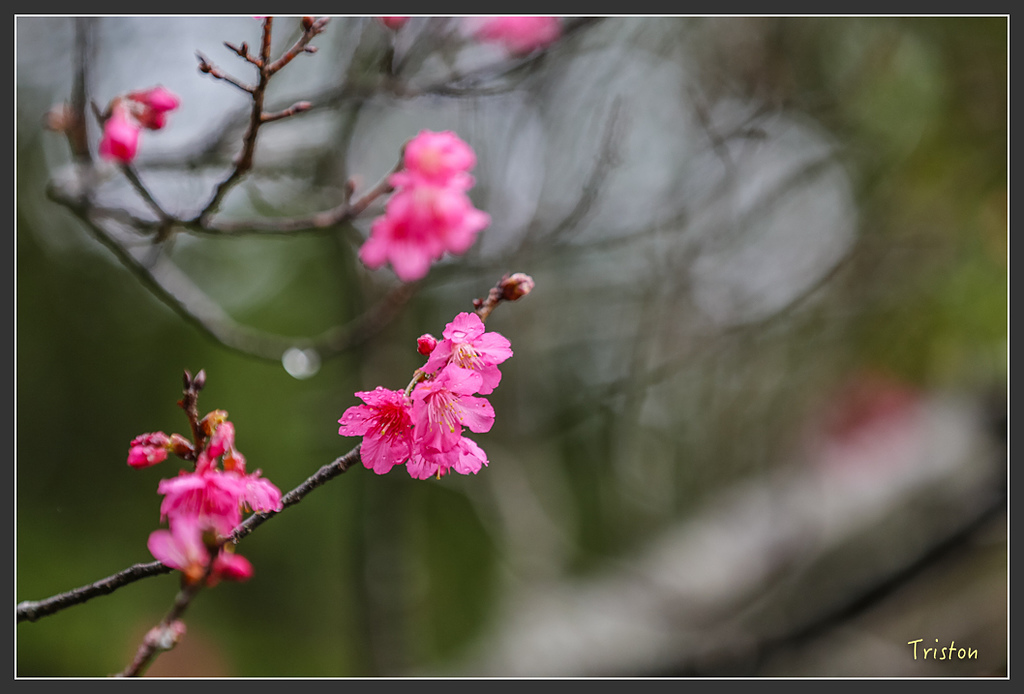 JH1A8172.jpg - 20160111 吉露、阿禮部落