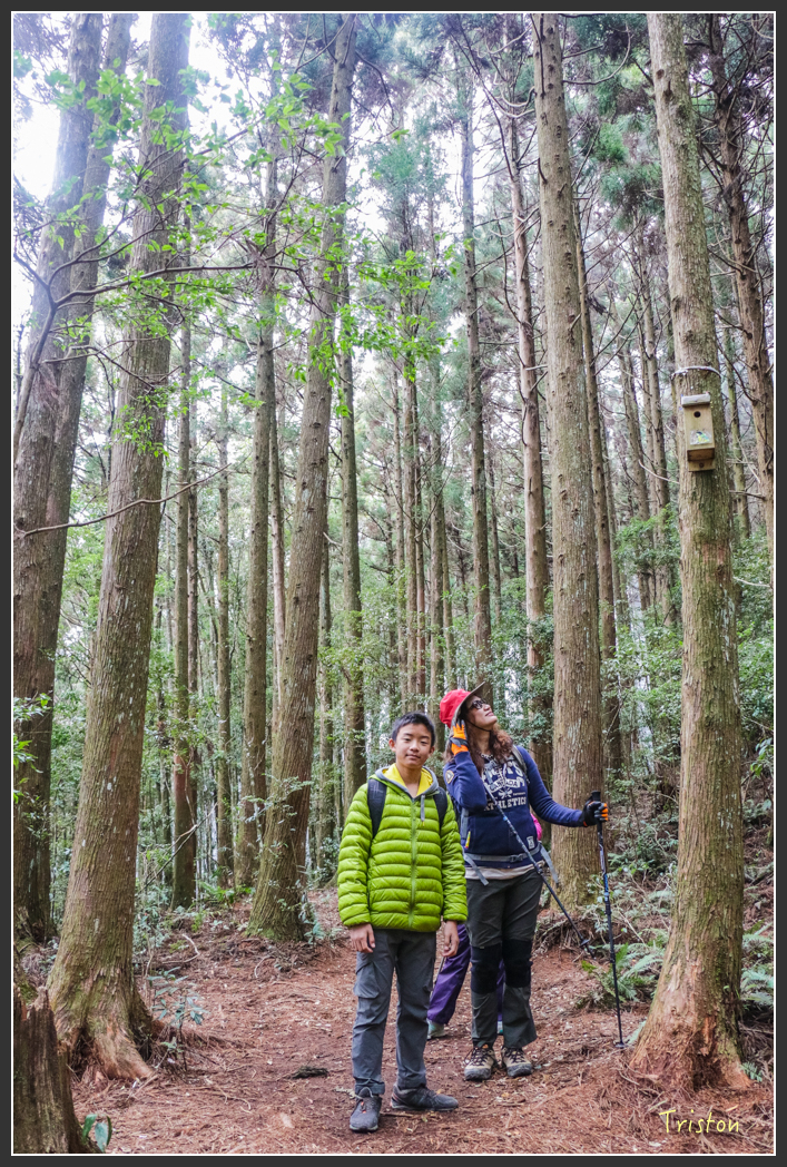IMG_3442.jpg - 20160227 觀霧森林步道