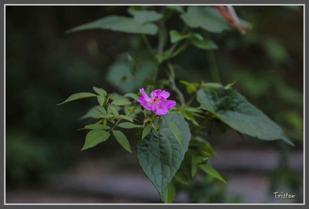 JH1A1878.jpg - 20160725 大津瀑布