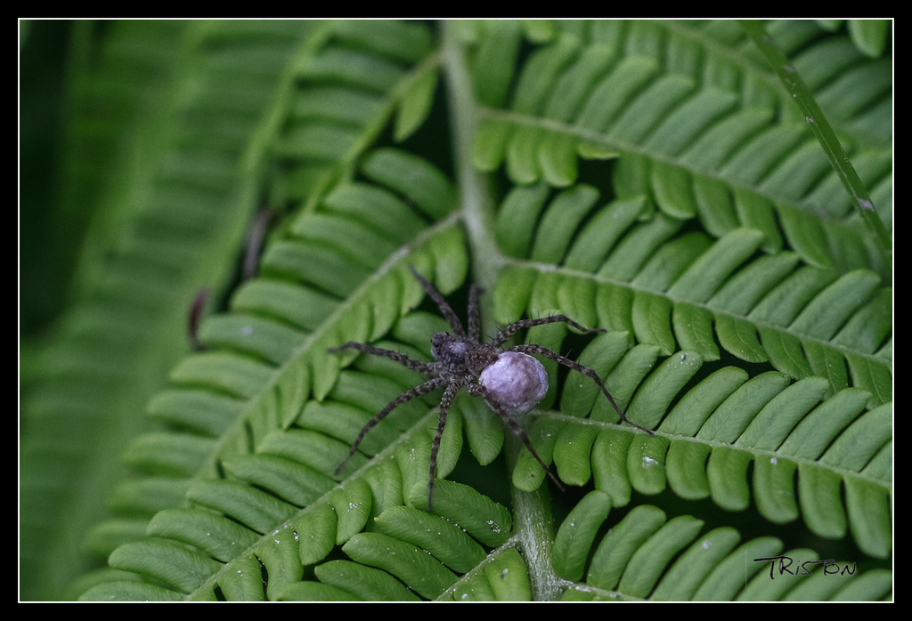_MG_0169.jpg - 20170618 新化後山昆蟲微距
