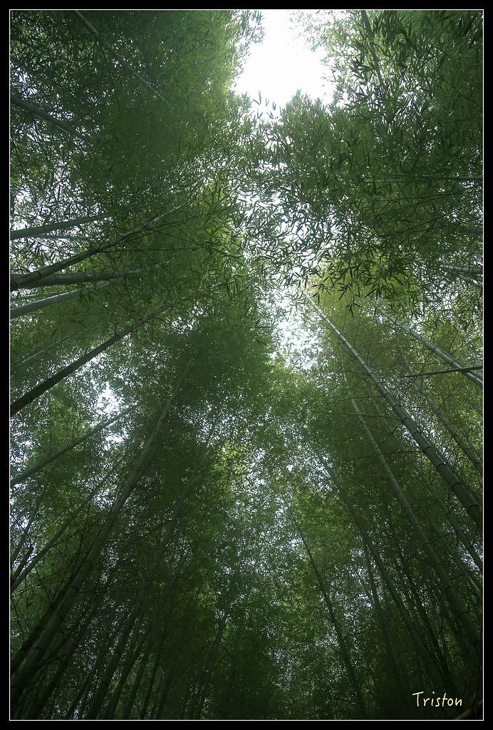 JH1A9756.jpg - 20150920 石棹,霧之道 茶之道 雲之道