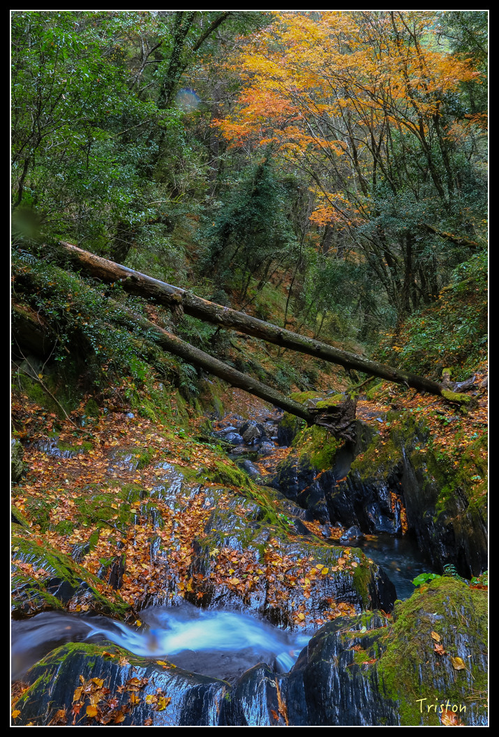 JH1A1024.jpg - 20151205 合歡溪步道、108K楓之谷