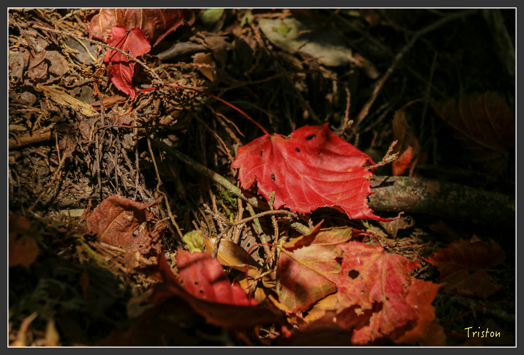 IMG_0664.jpg - 20151219 鳶嘴稍來山、小雪山林道