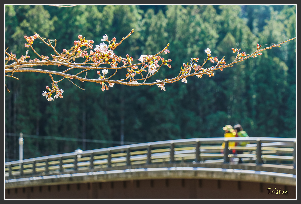 IMG_5199.jpg - 20160323 日本熊野古道健行