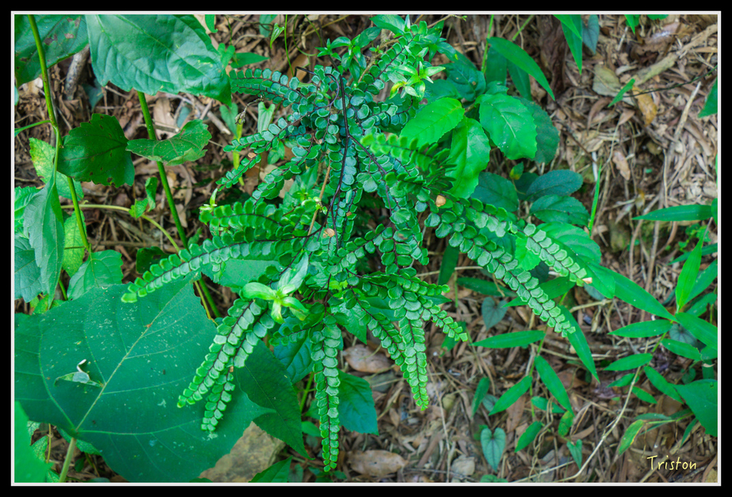 IMG_7290.jpg - 20160531 屏東笠頂山