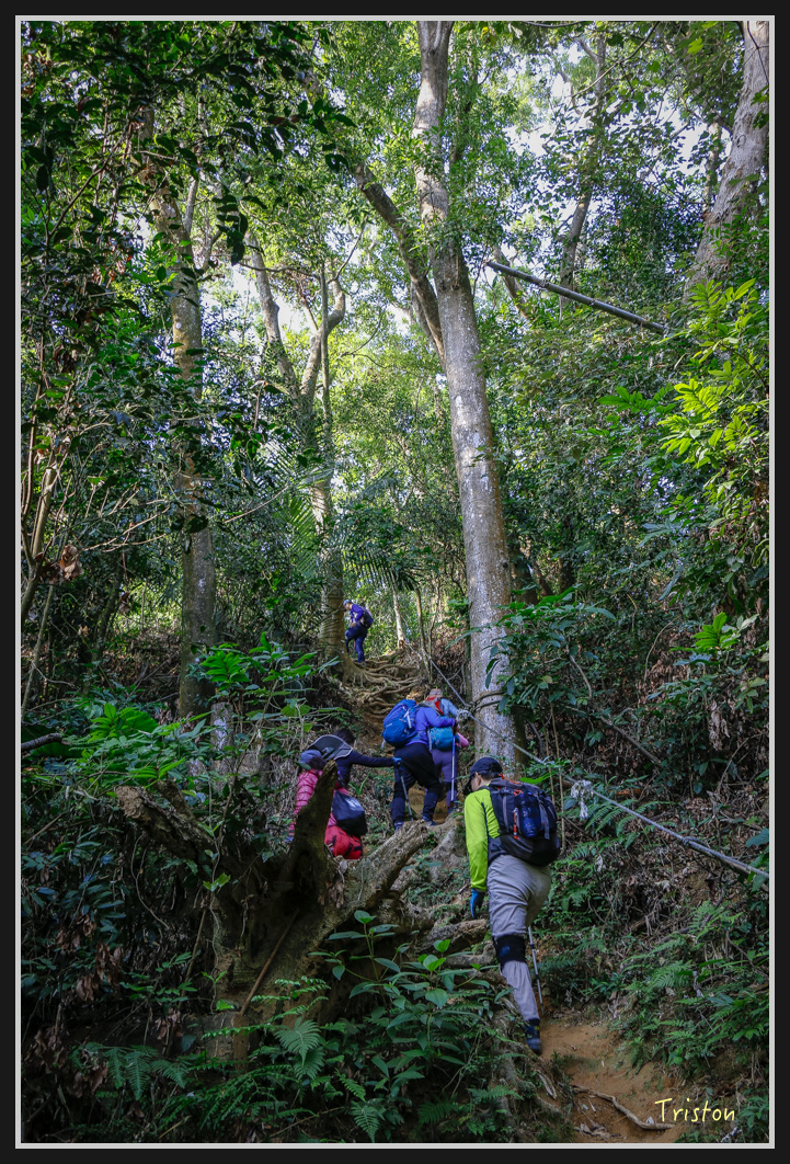 _MG_0471.jpg - 201161217 旗靈縱走