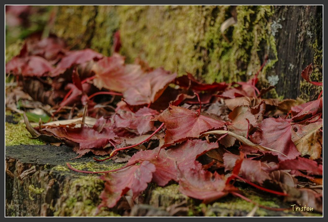 IMG_1108.jpg - 20151219 鳶嘴稍來山、小雪山林道