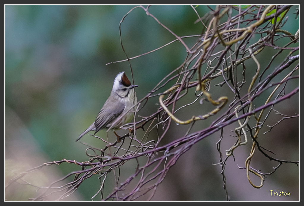 JH1A8175.jpg - 20160111 吉露、阿禮部落