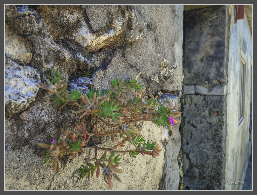 IMG_7816.jpg - 20160701 澎湖