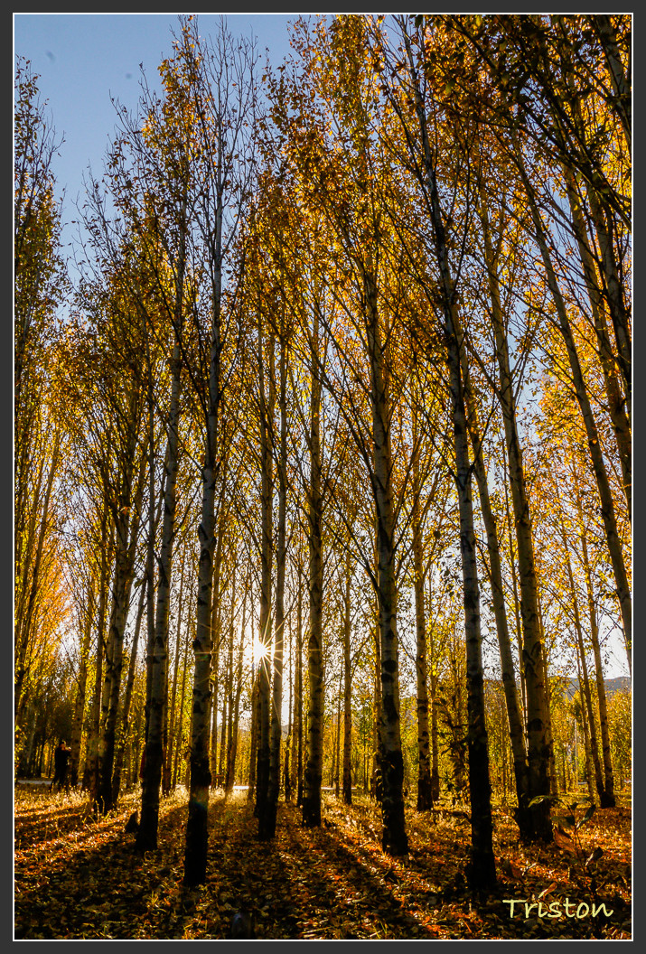 _MG_2456.jpg - 20161013 稻城亞丁