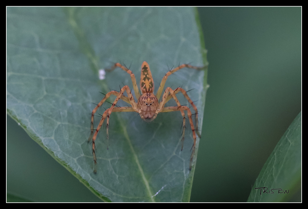 _MG_0206.jpg - 20170618 新化後山昆蟲微距
