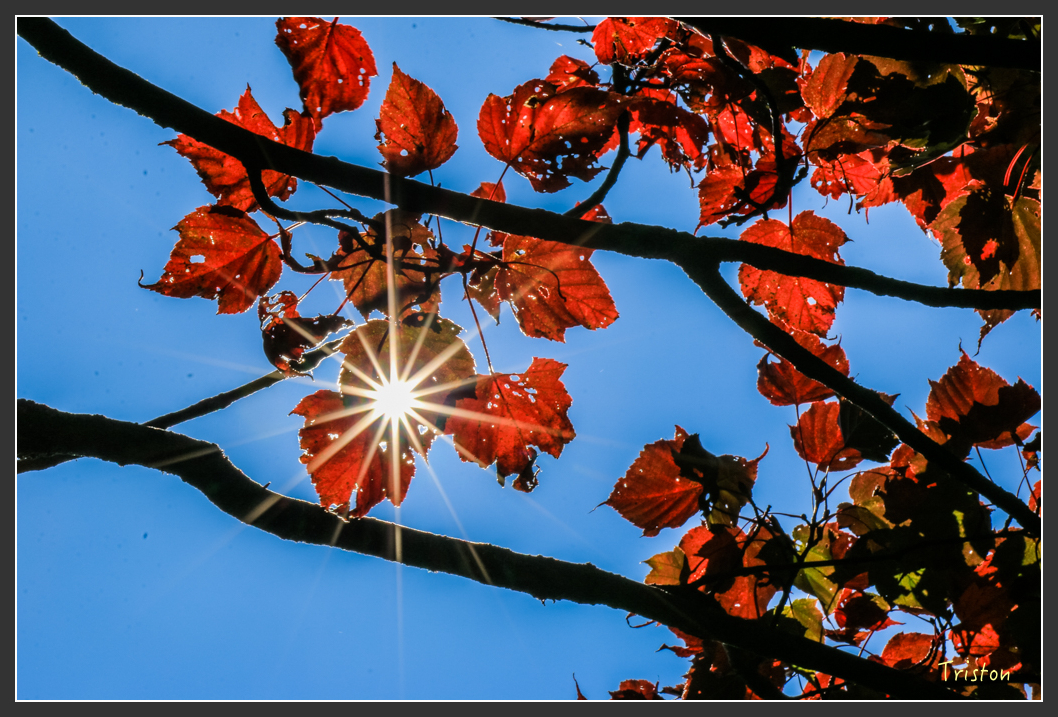 IMG_0689.jpg - 20151219 鳶嘴稍來山、小雪山林道