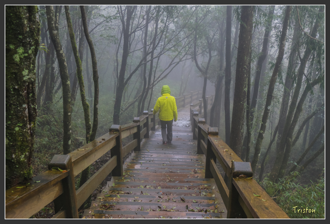 IMG_3257.jpg - 20160227 觀霧森林步道