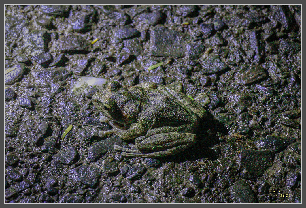 _MG_9236.jpg - 20160717 峰老師夜觀