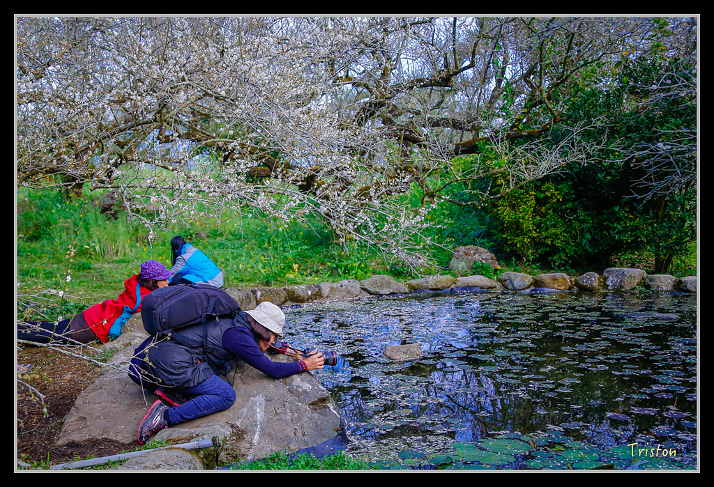 _H1A1375.jpg - 20170117 烏松崙、竹青庭