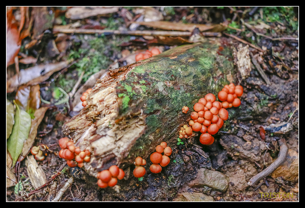 _MG_0129.jpg - 20170723 水漾森林