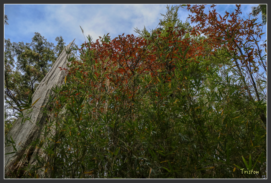 IMG_1065.jpg - 20151219 鳶嘴稍來山、小雪山林道