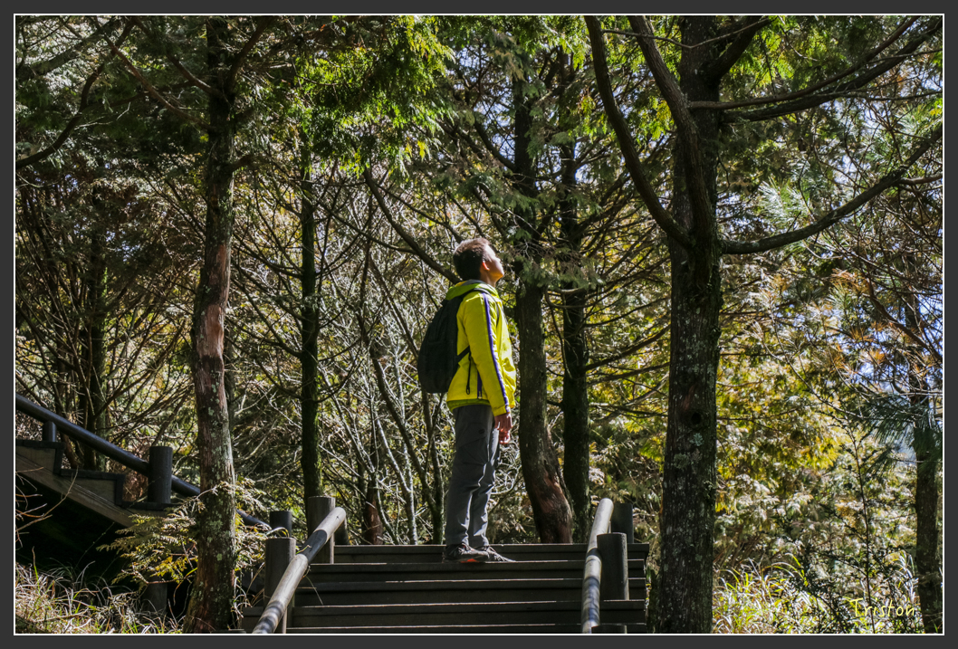IMG_3370.jpg - 20160227 觀霧森林步道