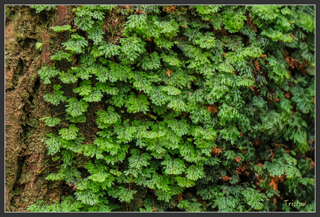 IMG_5445.jpg - 20160323 日本熊野古道健行