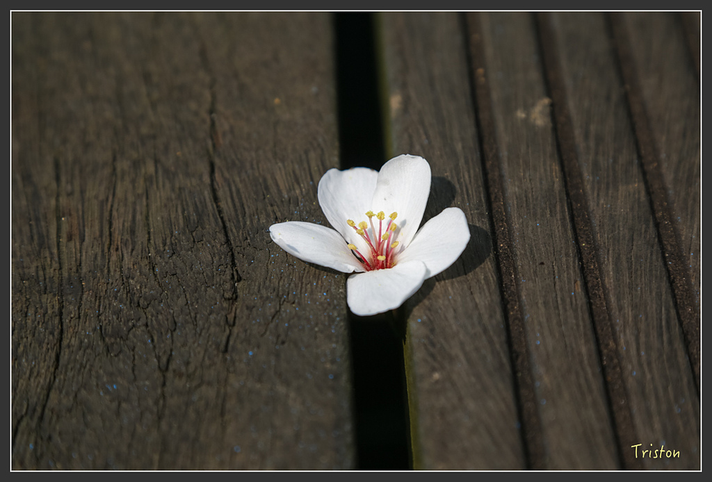 JH1A8727.jpg - 20160426 銅鑼天空步道、天空之城、荷苞山