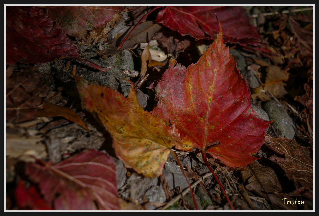 _MG_0174.jpg - 20161226 大塔山