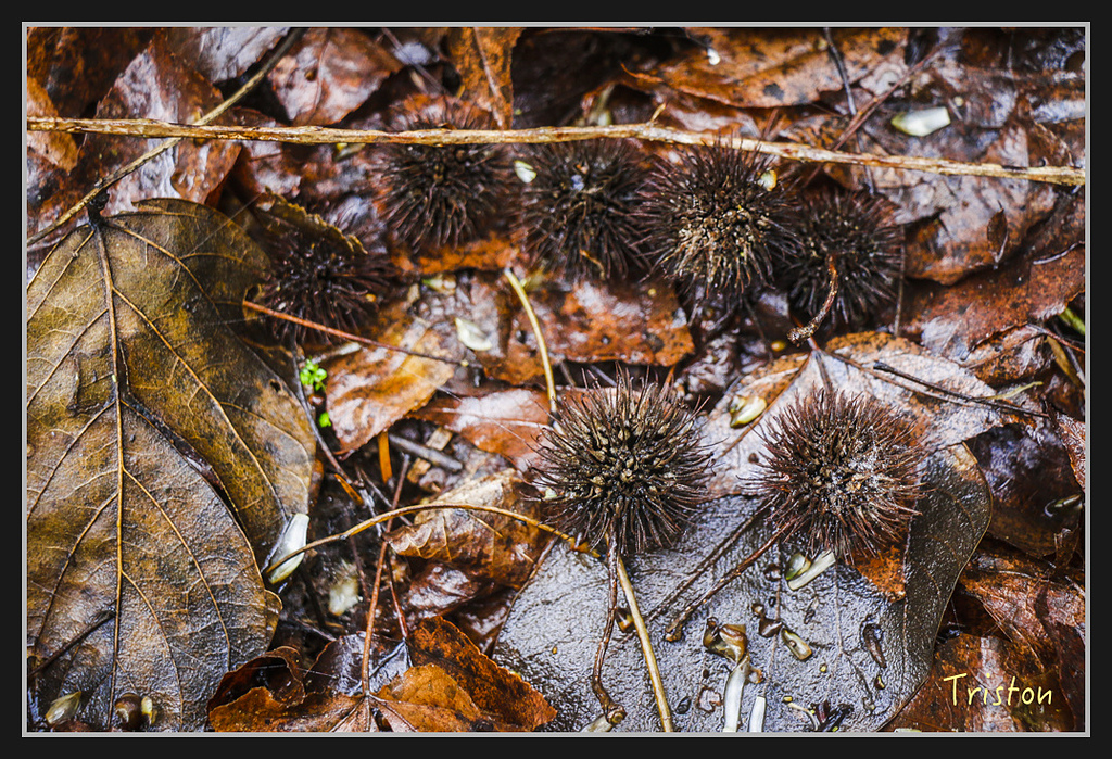 2017-02-27 10.03.53 下午 _MG_0453.jpg - 20170225 玉里瓦拉米