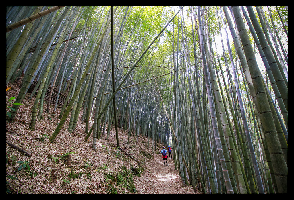 _MG_0159.jpg - 20170408 瑞太古道