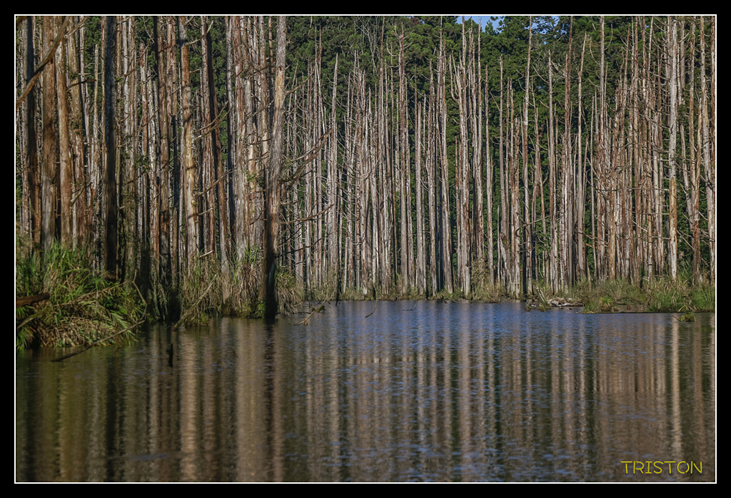 _MG_0268.jpg - 20170723 水漾森林