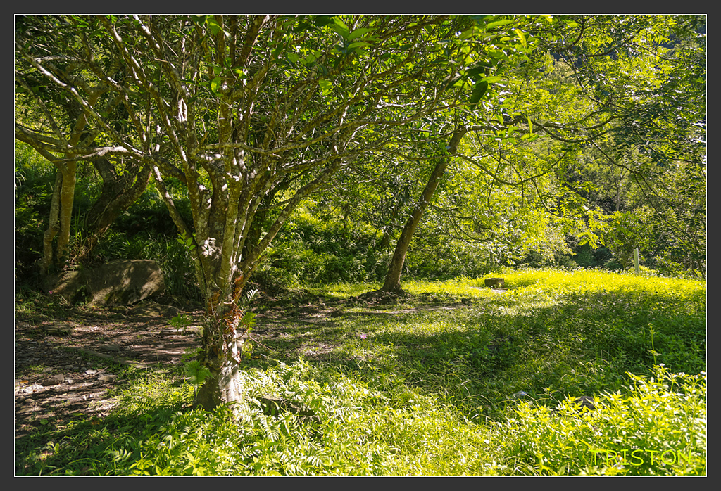 _H1A6311.jpg - 20170901 戀戀台九線